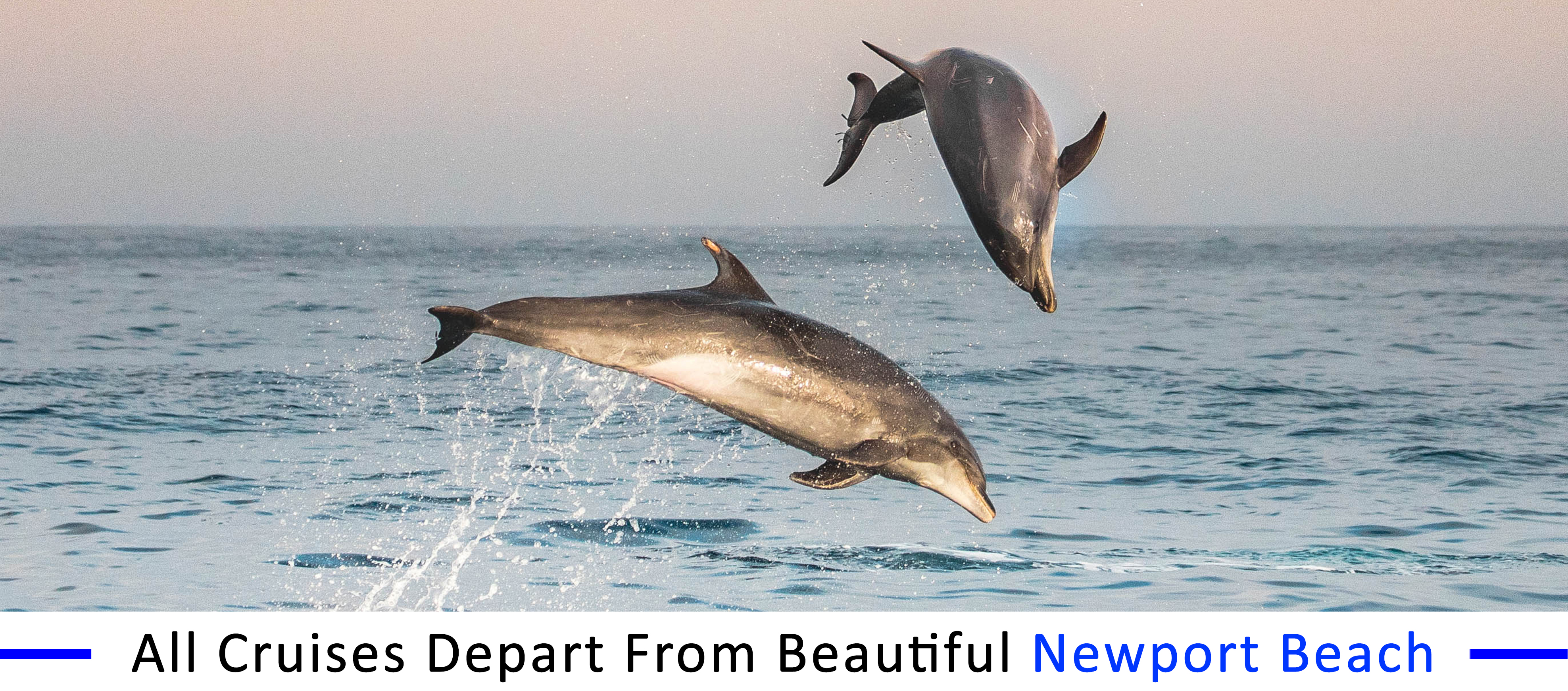 whale-watching-San-Clemente inexpensive-boat-rentals-San-Clemente